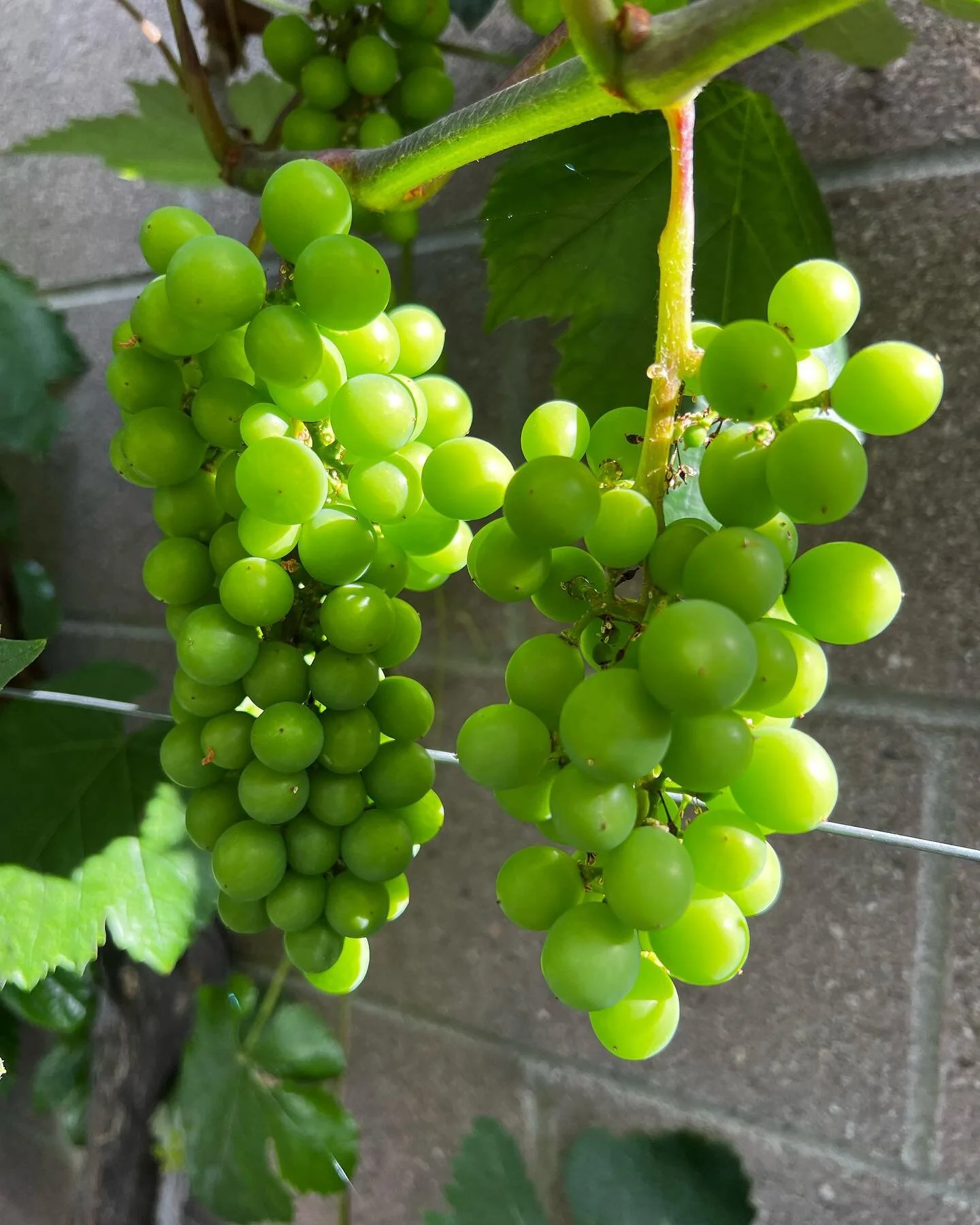 Grape alert!! This is the year. Three years of cutting, training and trimming, and I&rsquo;ve got them right where I want them! It&rsquo;s the earliest they&rsquo;ve bloomed so I&rsquo;m confident we&rsquo;ll get even ripeness, and controlled sugar c