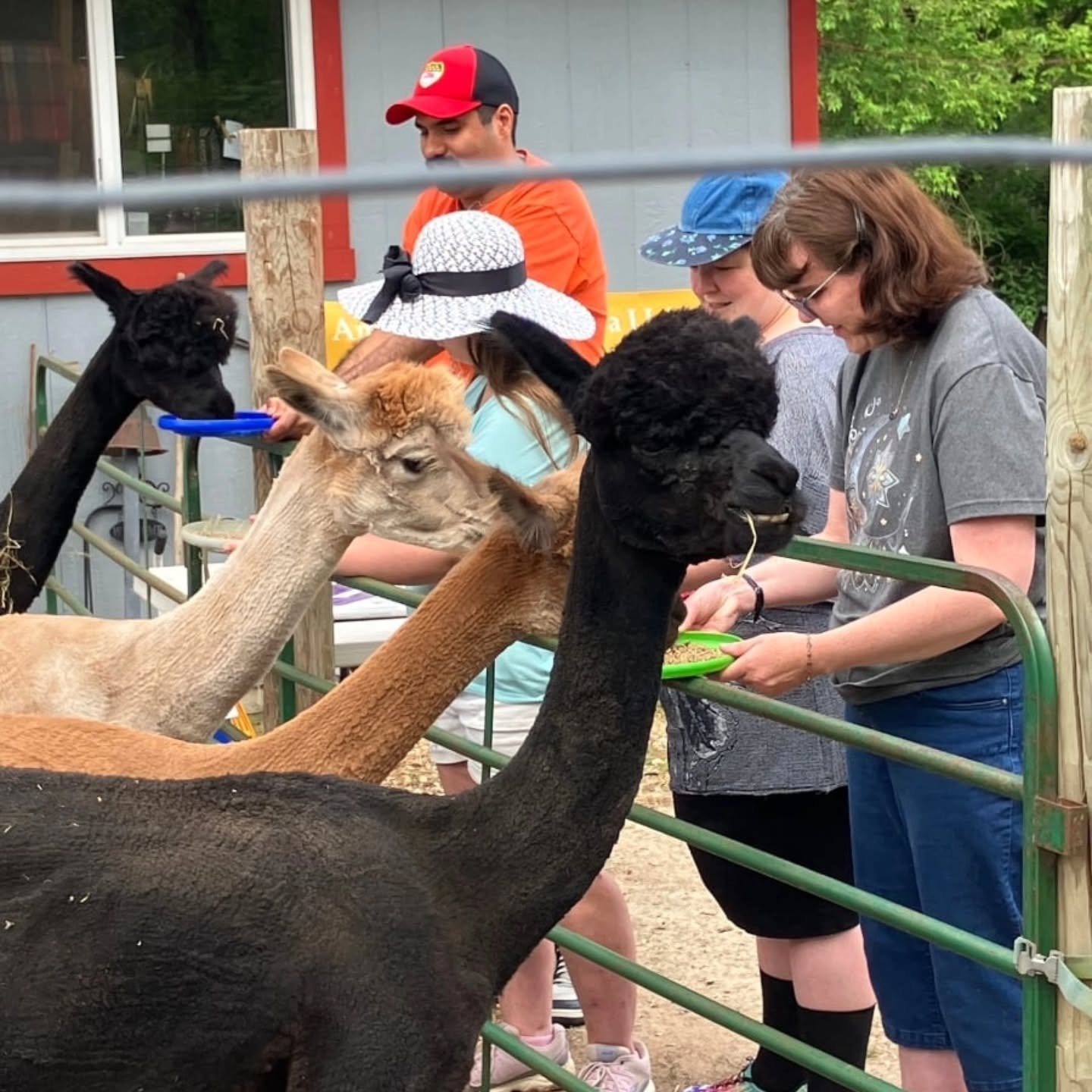 We loved visiting Frost Farm Alpacas in Coloma, where we had a tour to 𝗟𝗘𝗔𝗥𝗡 𝗔𝗟𝗟 𝗔𝗕𝗢𝗨𝗧 𝗔𝗟𝗣𝗔𝗖𝗔𝗦! We learned how they sheer their fur to make sweaters - the sheering keeps them nice and cool in the summer! We also had the opportunit