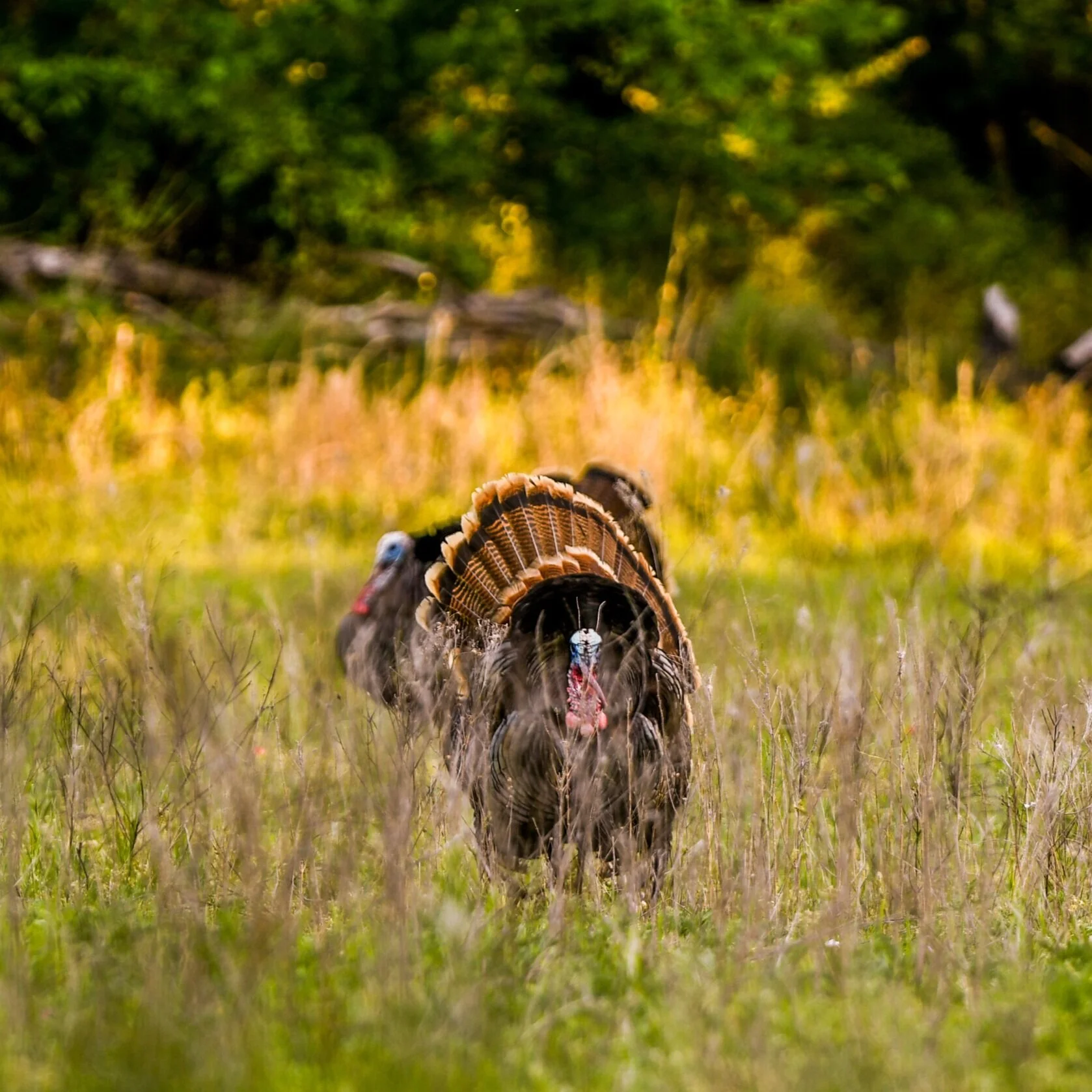 Stuart Ranch Outfitters 1 Guided Hunts In Oklahoma