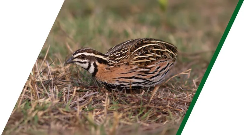 Quail
