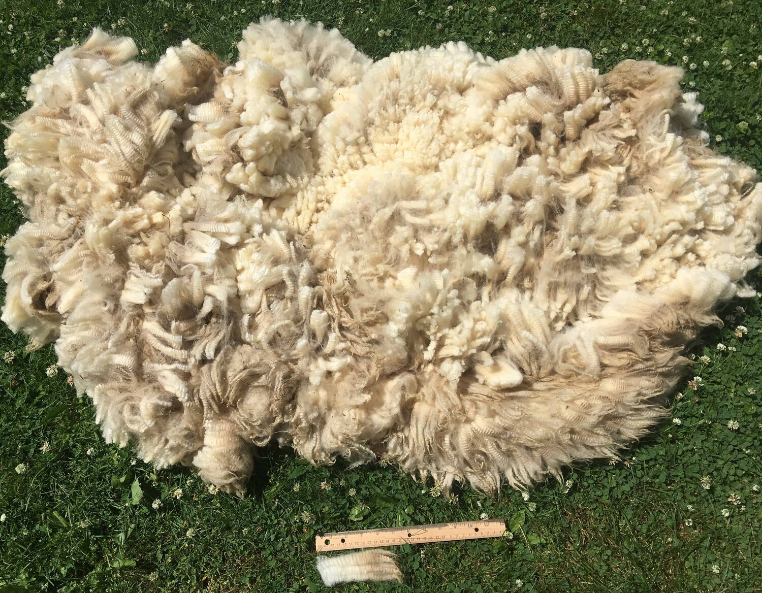 Wool: Merino-Columbia Raw Fleece | Millertown Sheep