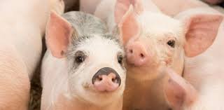 Piglets.jpeg