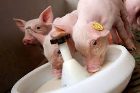 Piglets02.jpeg