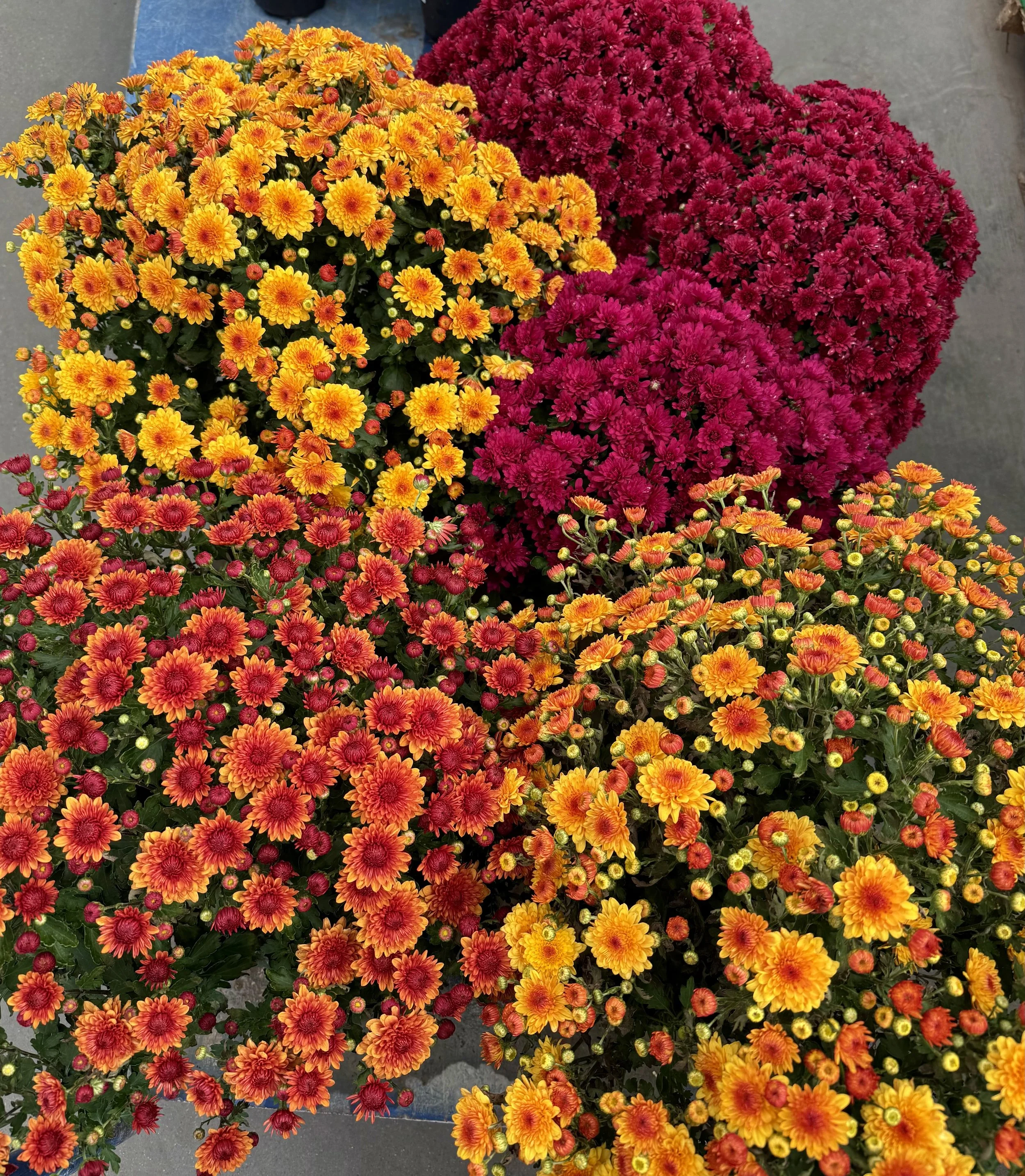 A colorful display of chrysanthemums with bright yellow, orange, and deep red flowers.