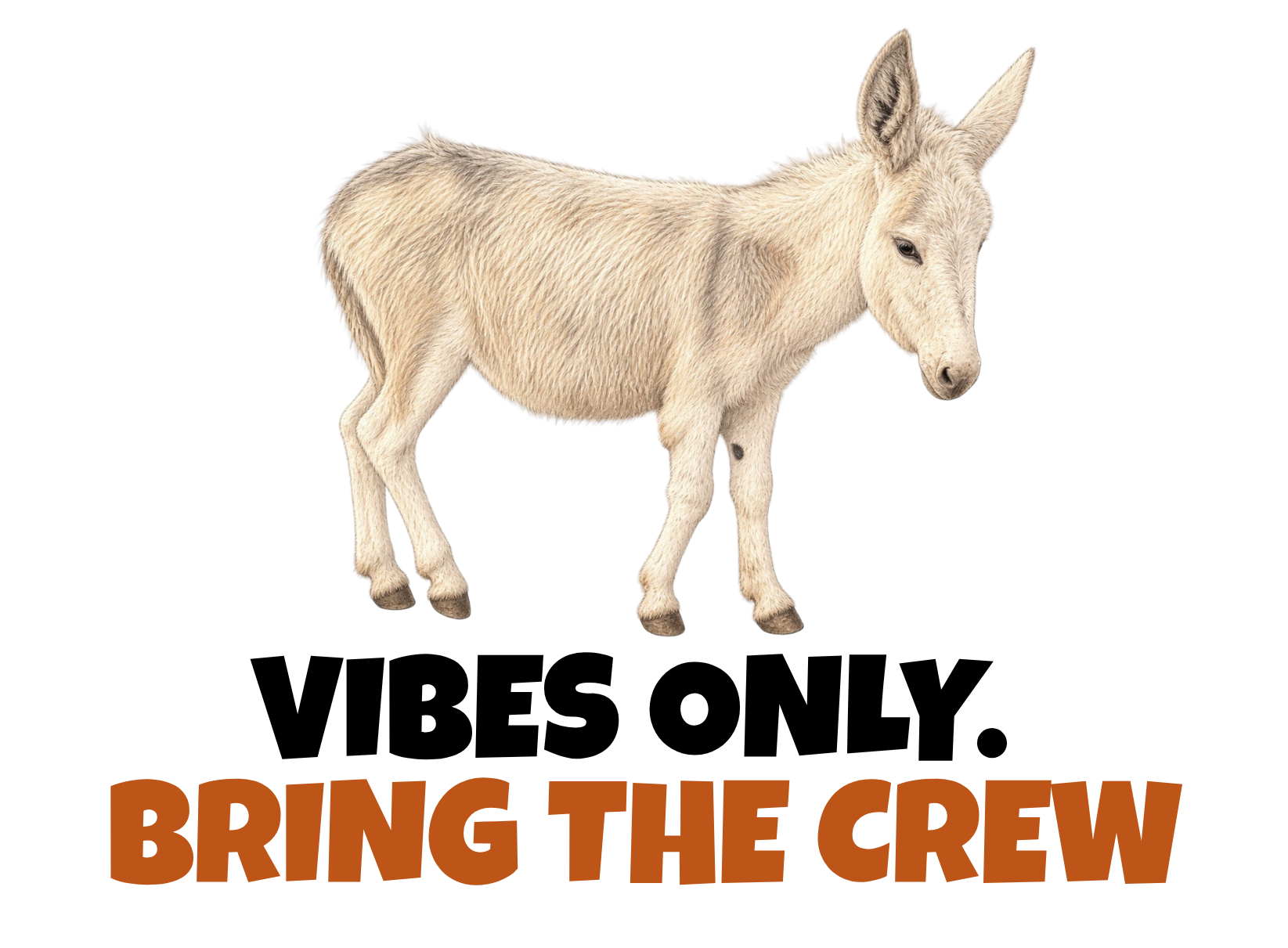 A young white donkey