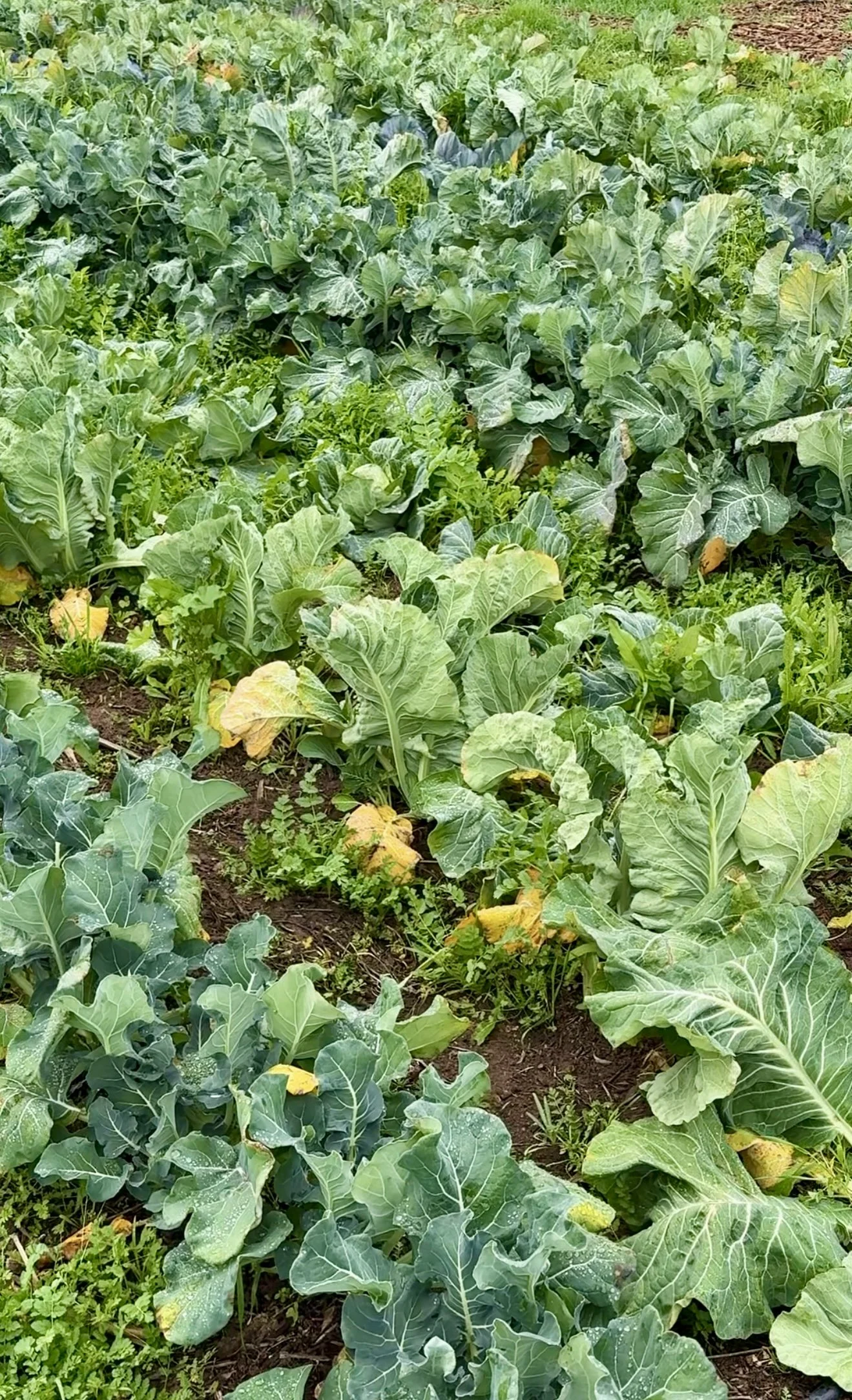 A garden bed filled with green leafy vegetables, predominantly collard greens, with some plants showing yellowing leaves.