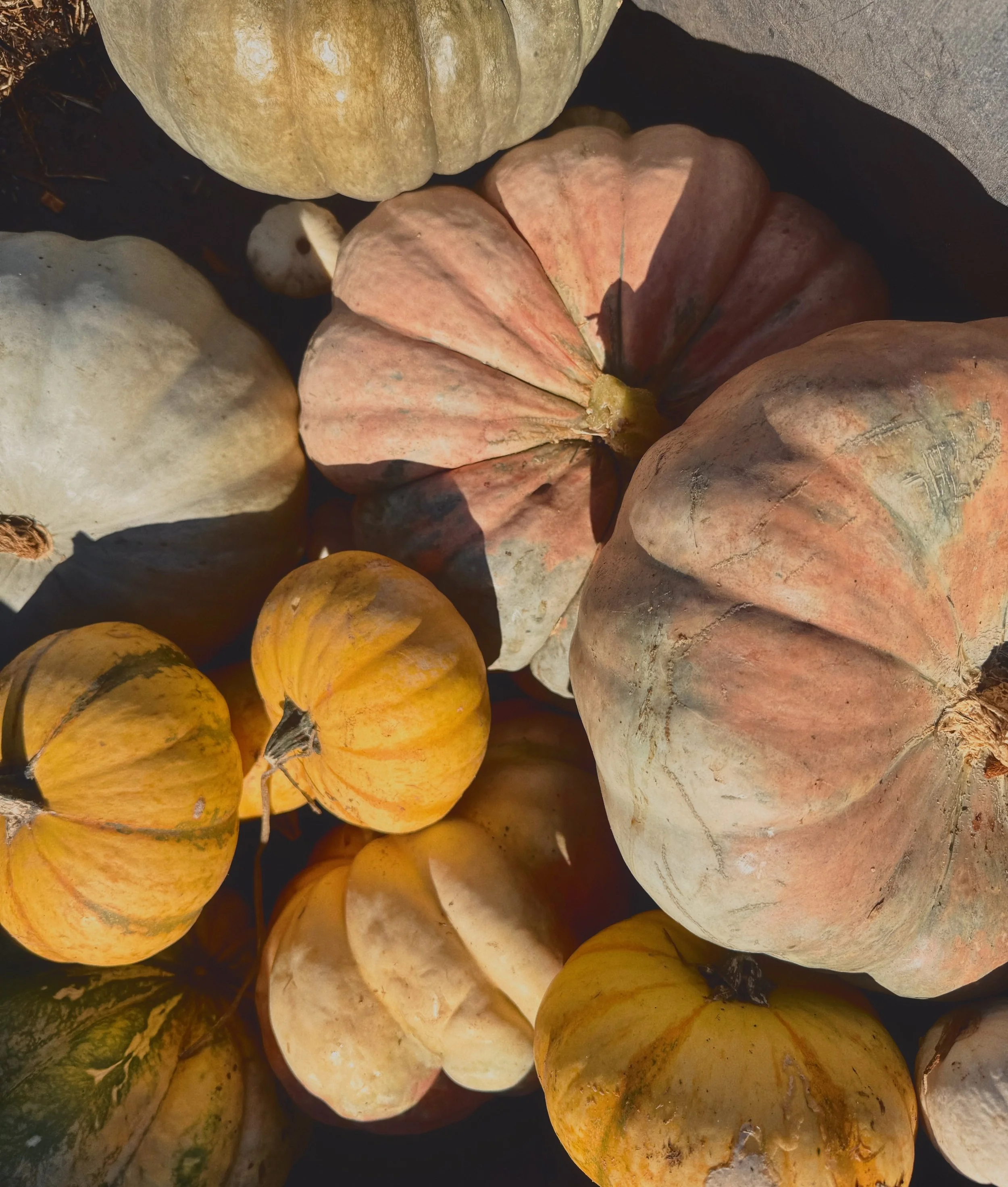 Various pumpkins and gourds, some orange and some pale green or gray, arranged outdoors in sunlight.
