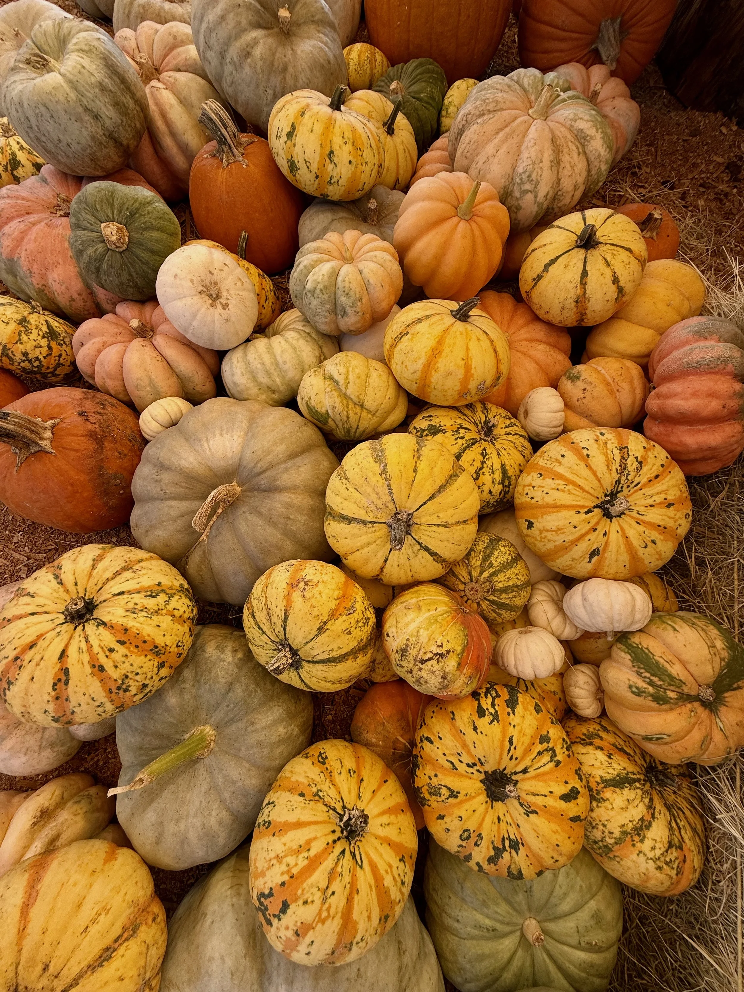 A collection of various pumpkins