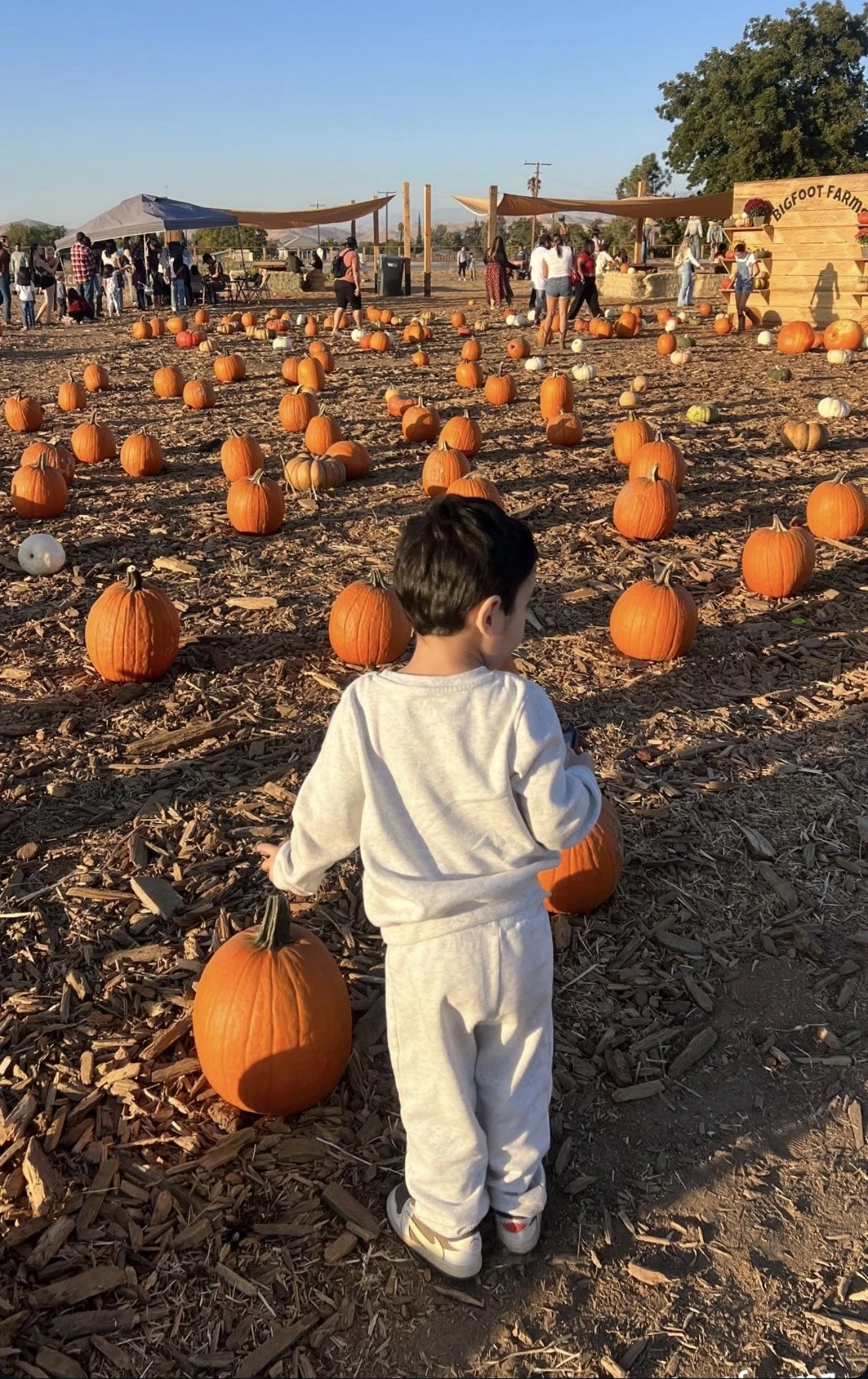 A young boy dressed in white standing in a pumpkin patch with pumpkins scattered on the ground, people in the background enjoying fall activities at a farm, and a wooden stand with sign reading 'Bigfoot Farm' under a clear sky.