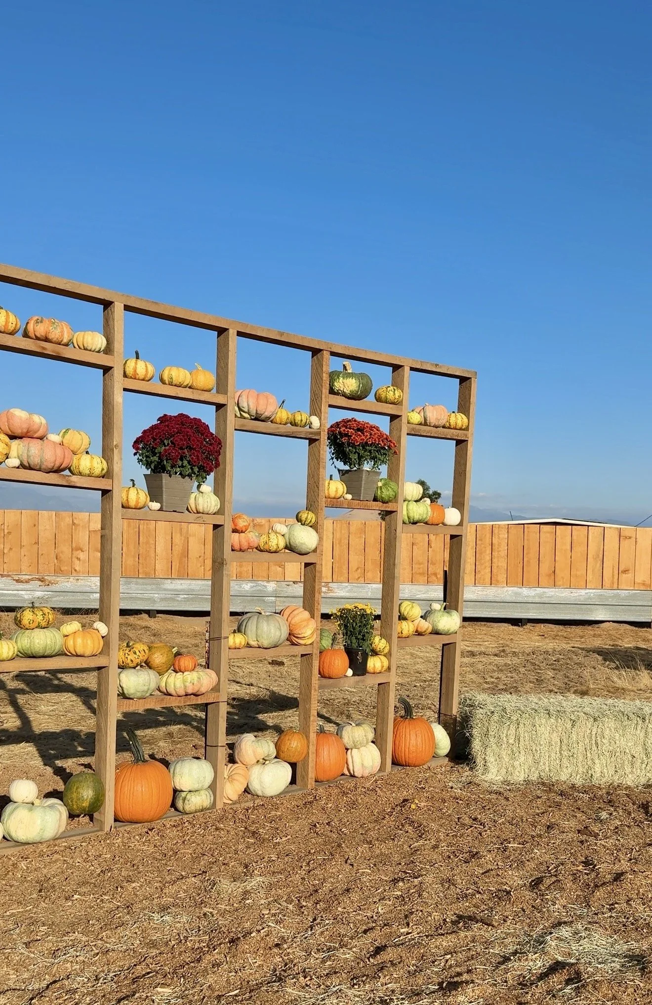 Outdoor fall display with pumpkins and potted chrysanthemums on wooden shelves, hay bale in front, blue sky in background.