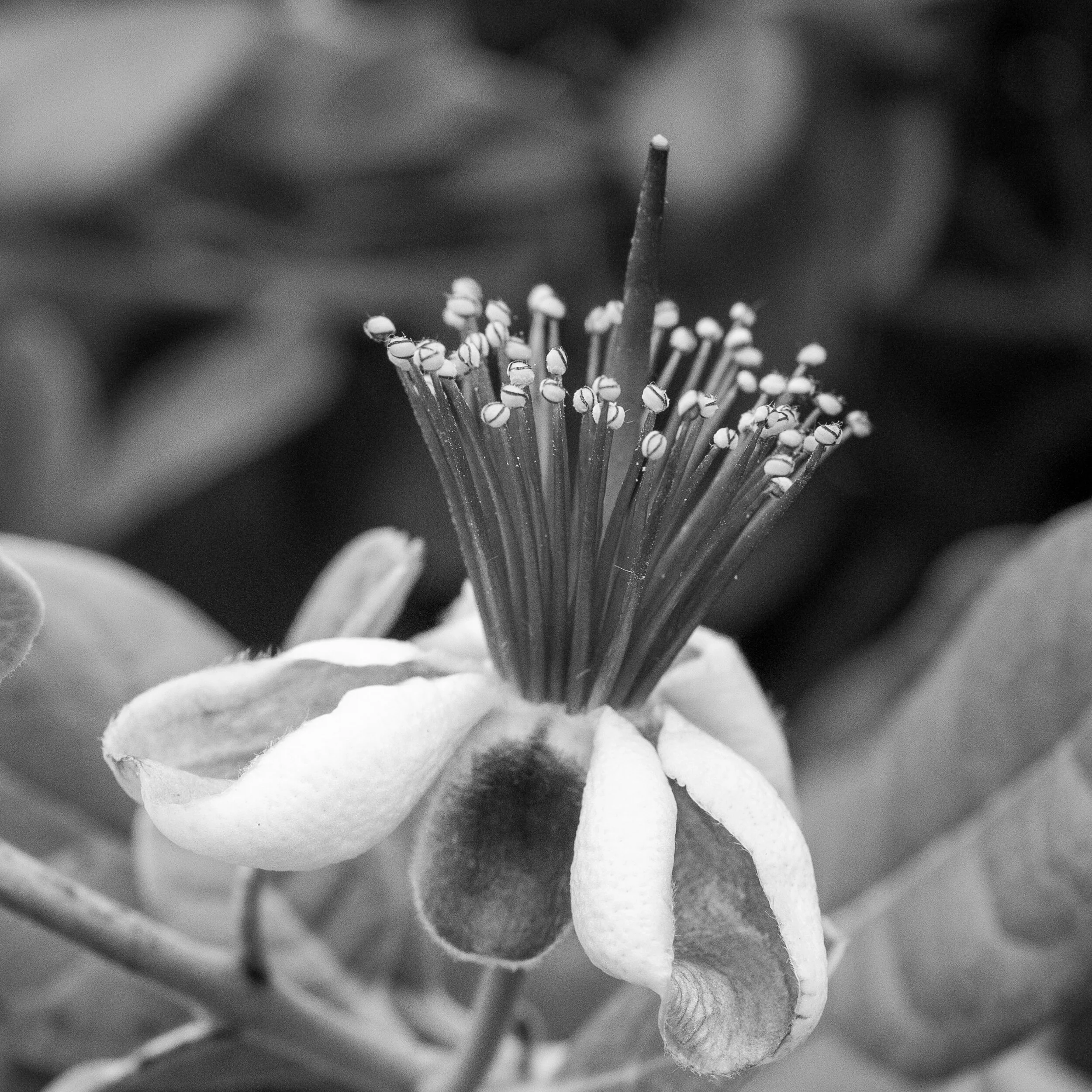Ojai Flower