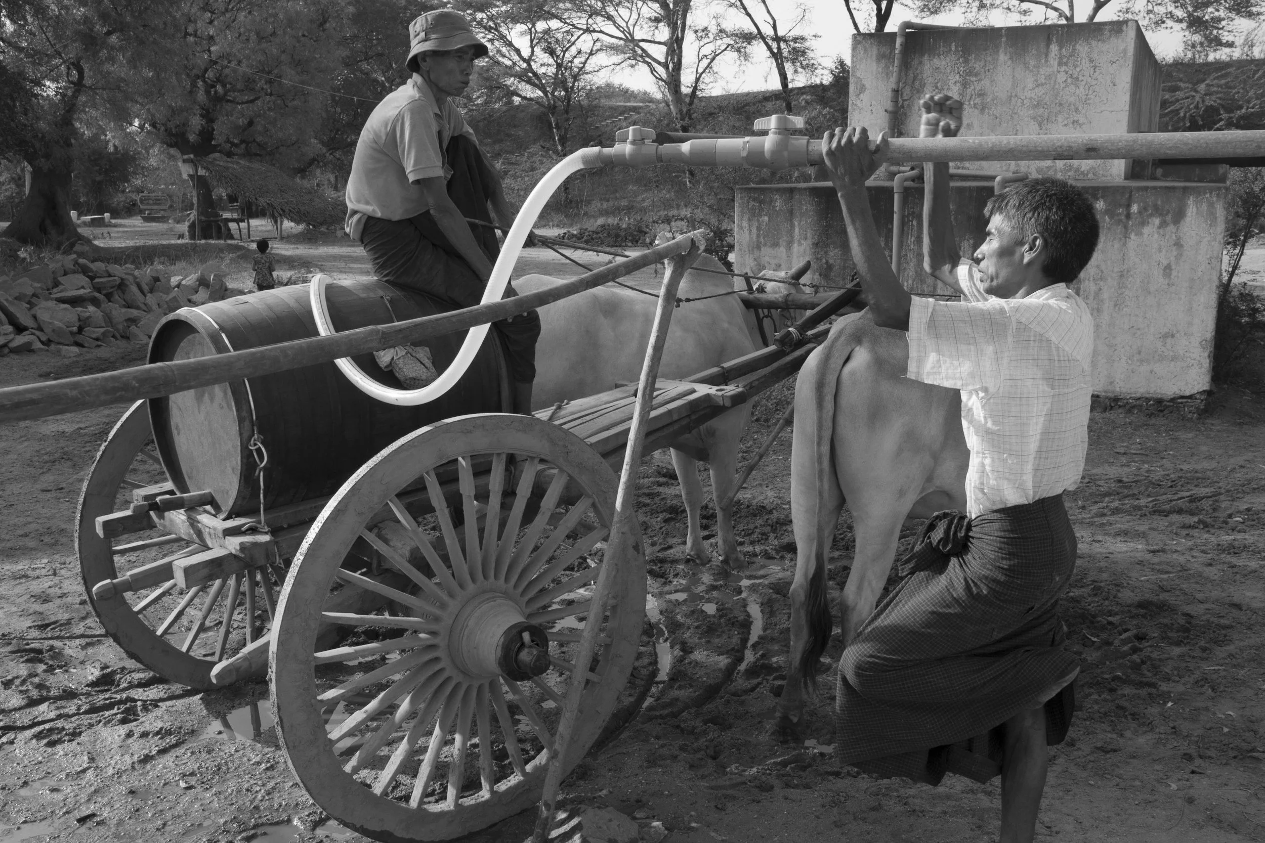 Oxen Water Cart.jpg