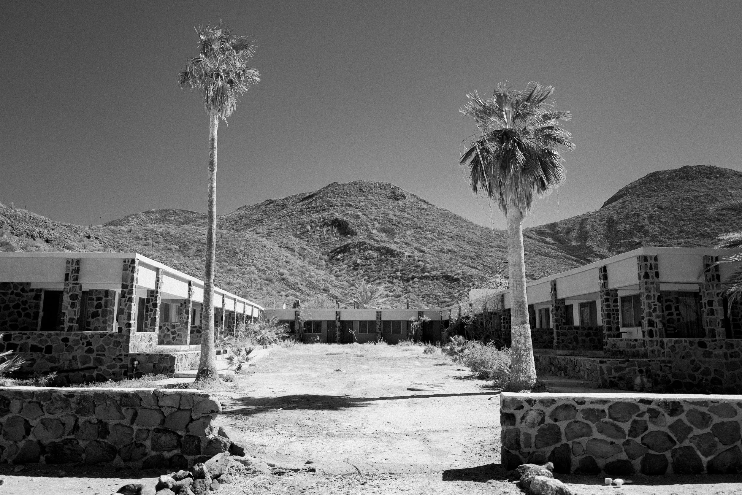 Two Palms.jpg