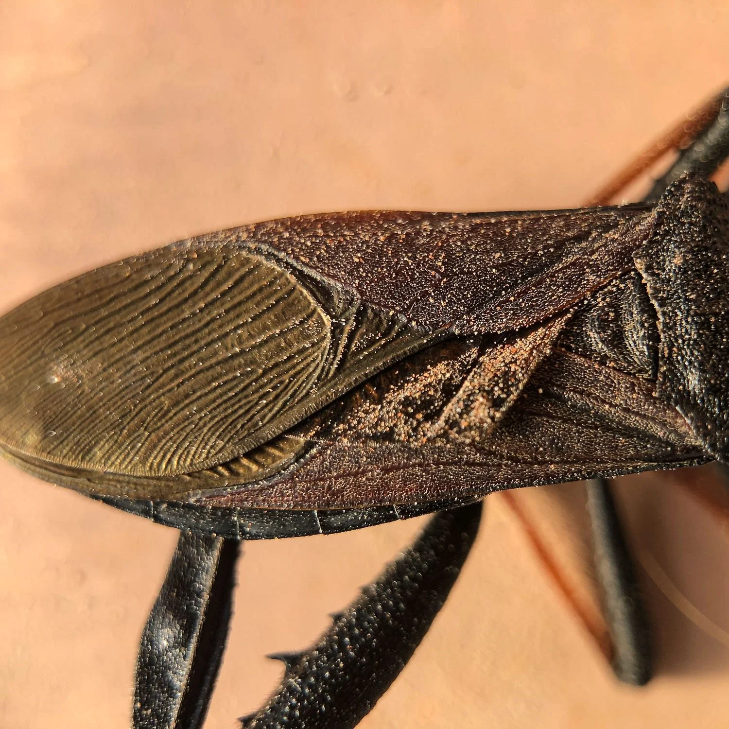 Insect.jpg