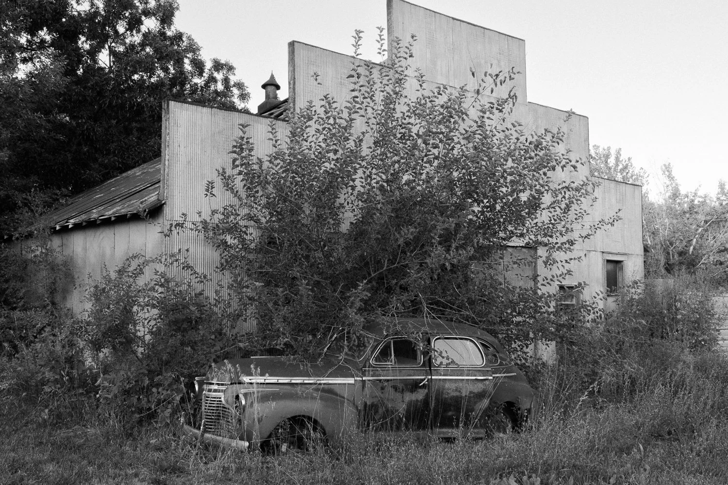 An old sedan overtaken by a shrub in front of a weathered corrugated-metal building.