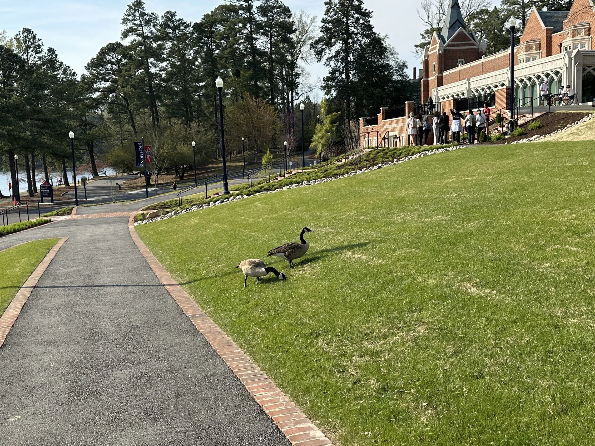 URichmond11-Library Ducks.jpeg