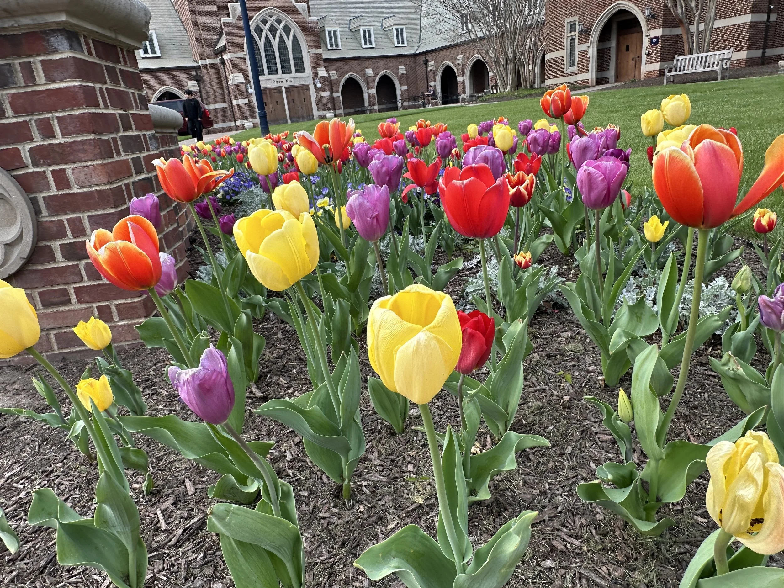 URichmond23-Campus Tulips Closeup.jpeg