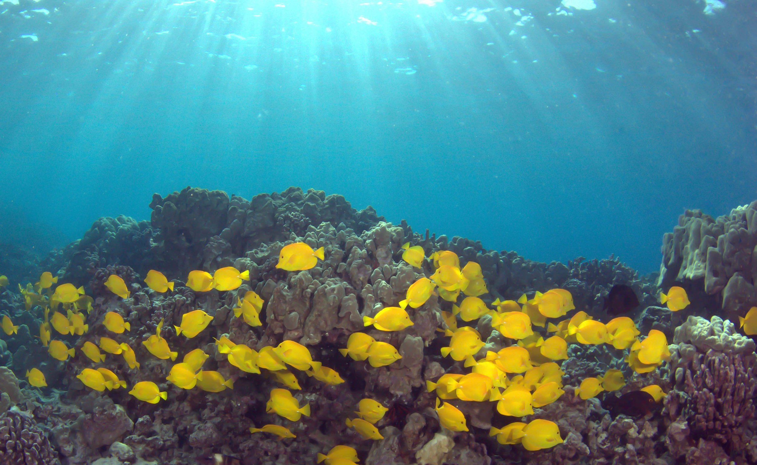 Herbivores and reef health — Fish Pono | Save Our Reefs