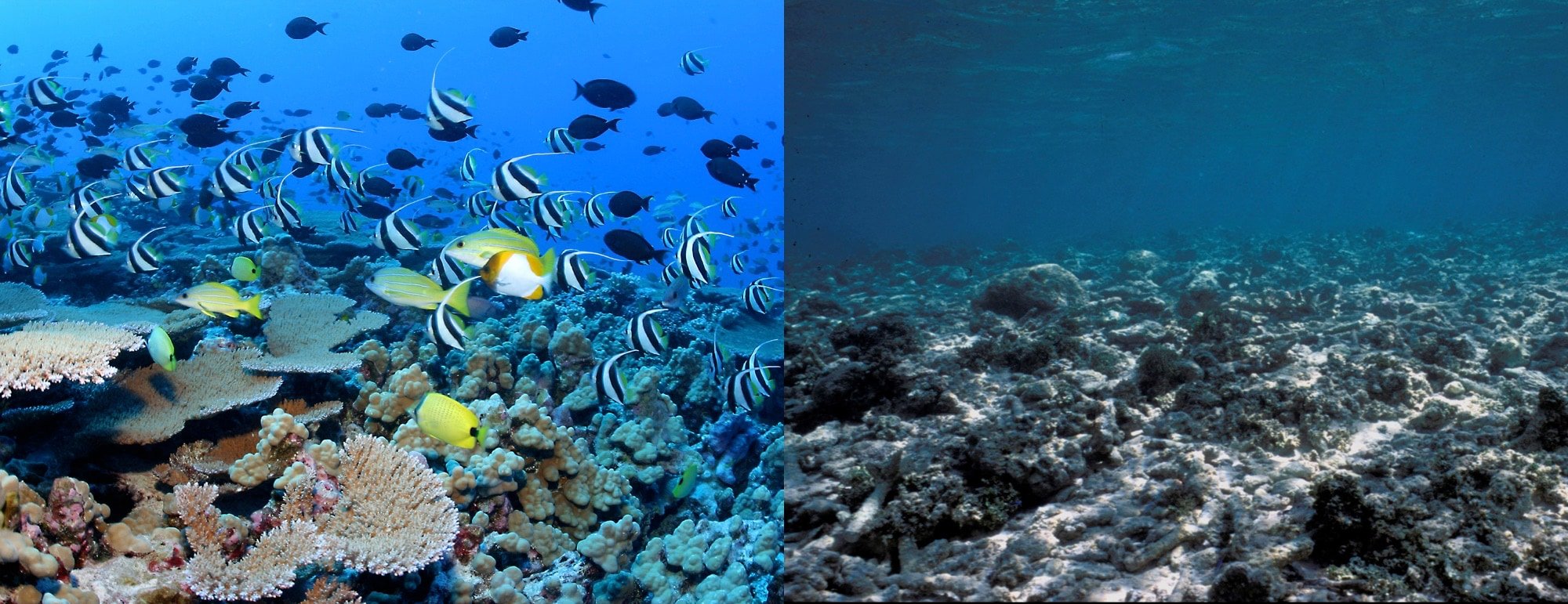 Herbivores and reef health — Fish Pono | Save Our Reefs