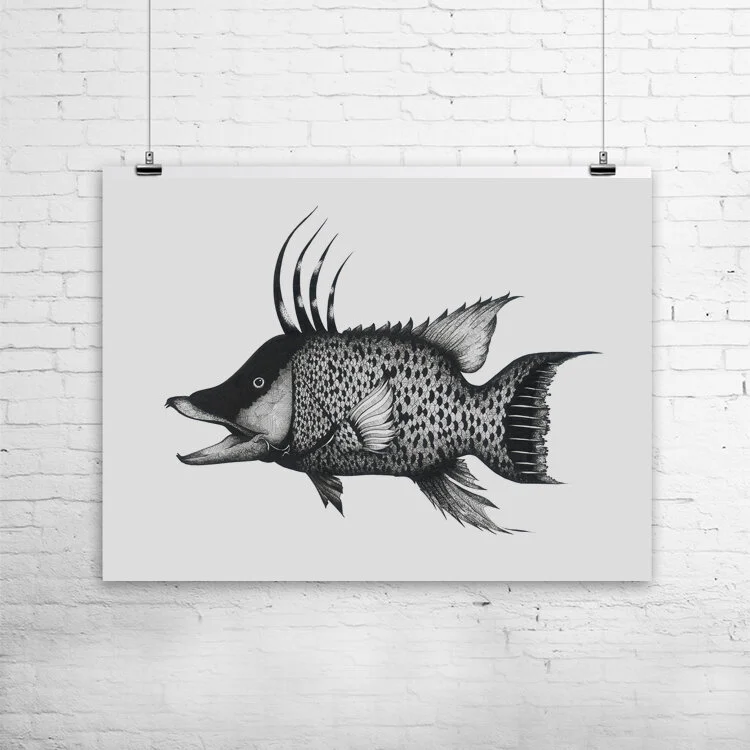Hogfish art print by Javier Corrales featuring a colorful Florida reef fish illustrated in a contemporary coastal style.