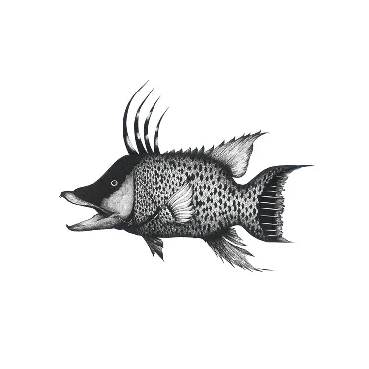 Hogfish art print by Javier Corrales featuring a colorful Florida reef fish illustrated in a contemporary coastal style.