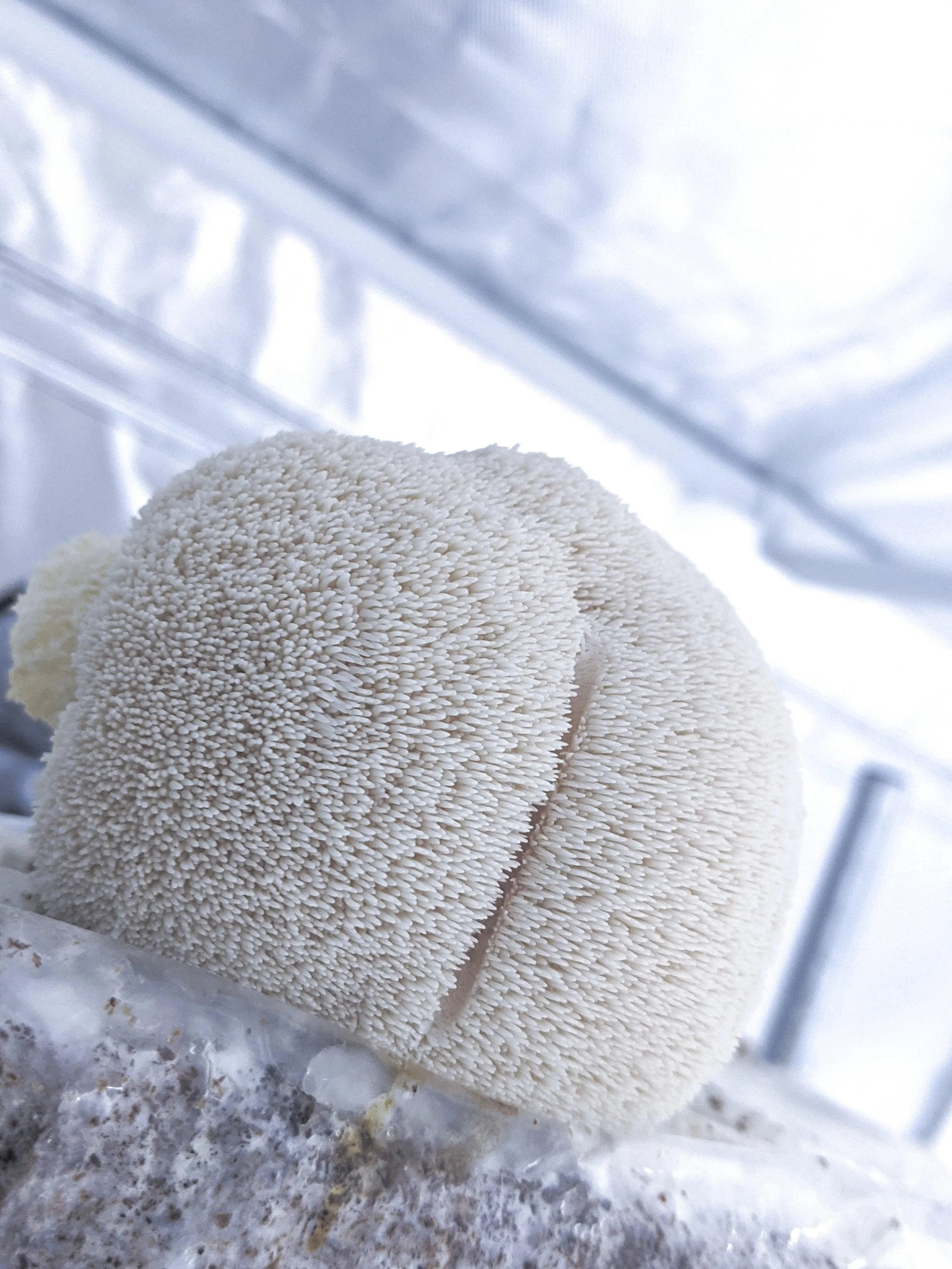  The Value of Mushrooms: More Than Just Food