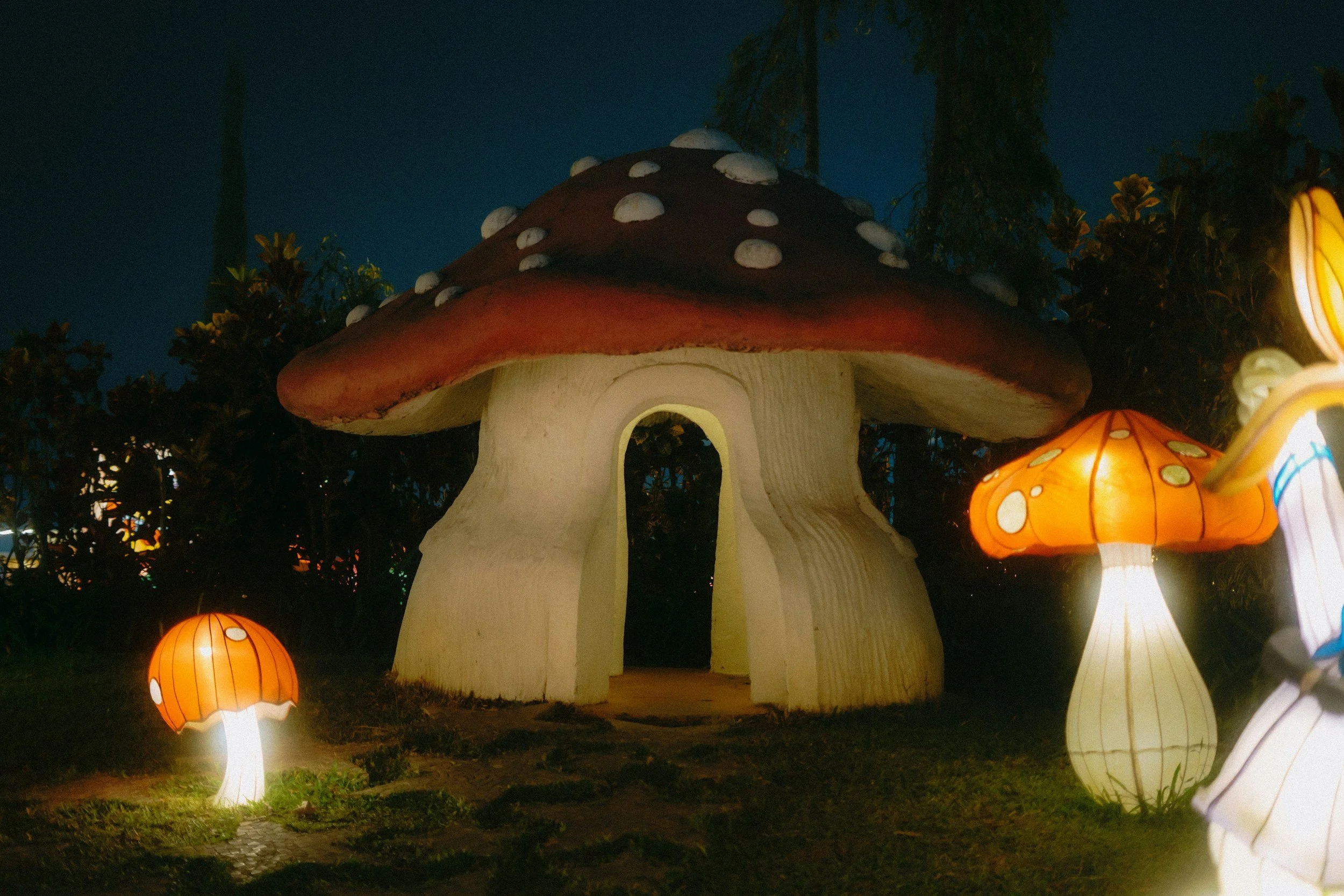 The Future of Mushrooms: How Fungi Are Shaping Tomorrow’s World