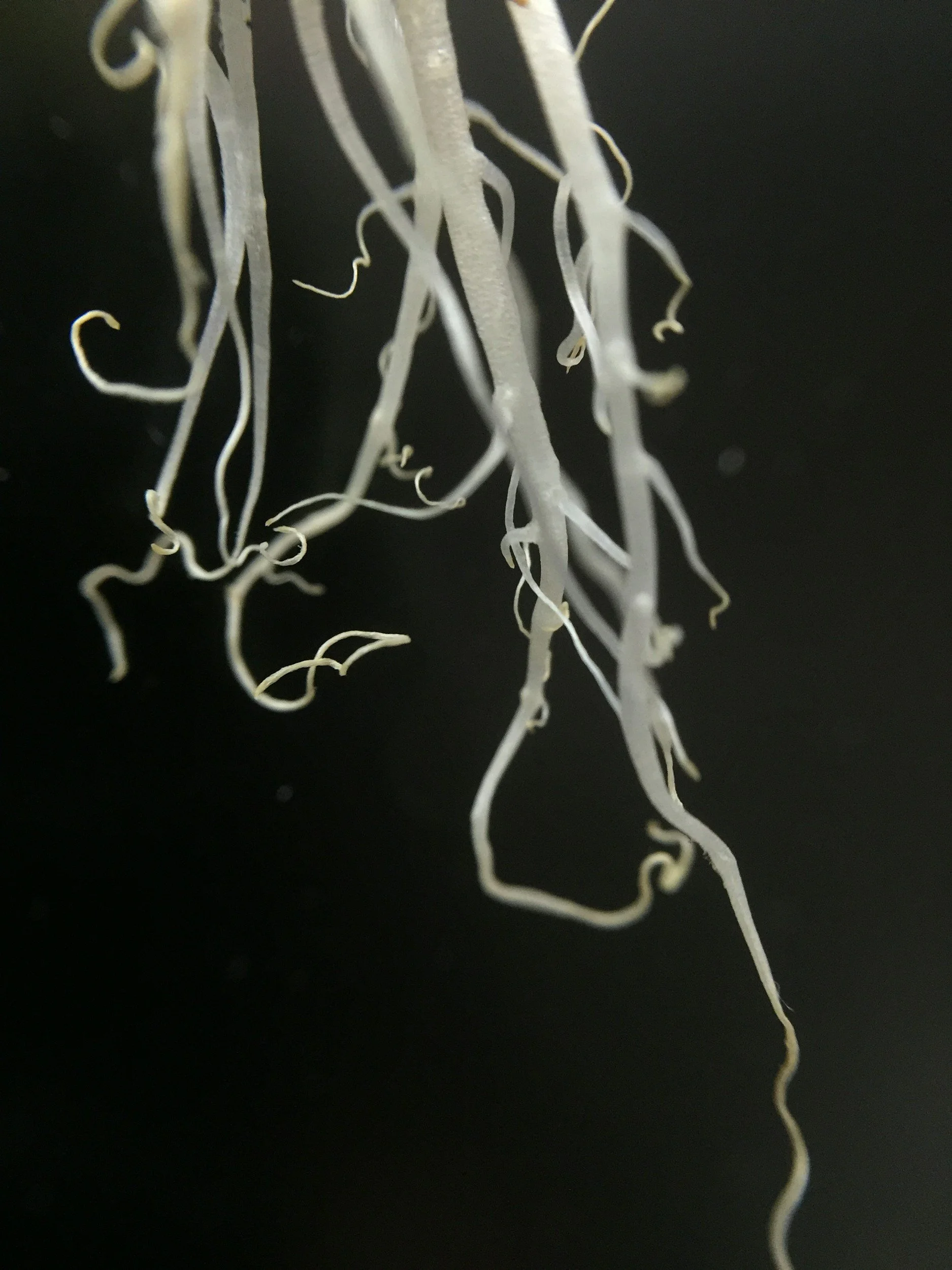 5 Things Mushrooms Might Replace by 2050