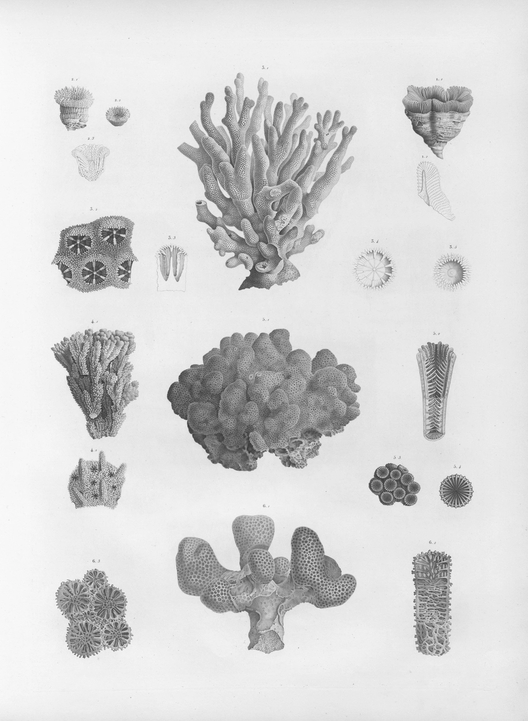 The Six Kingdoms of Life: Where Do Mushrooms Fit In?