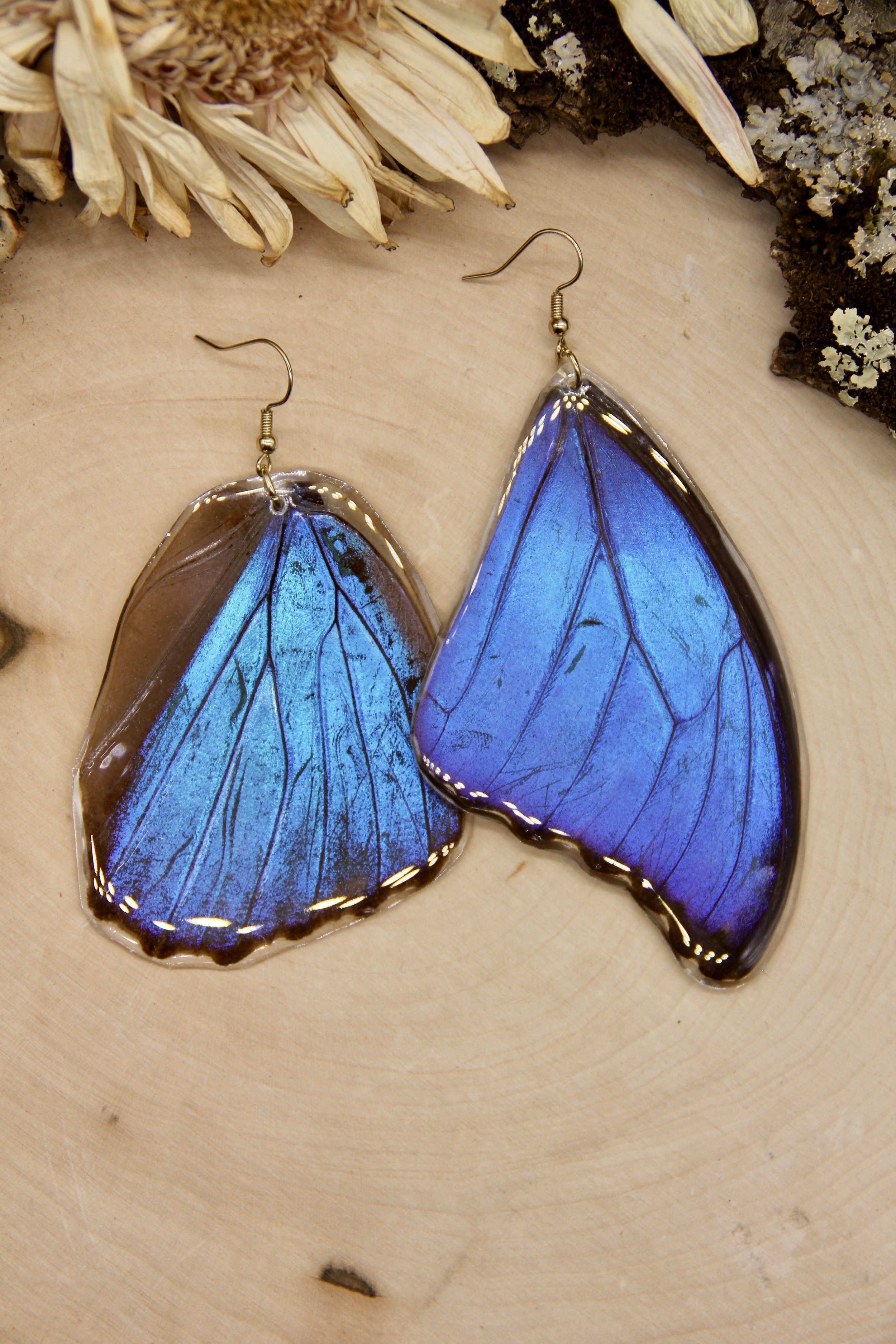 Blue Morphos