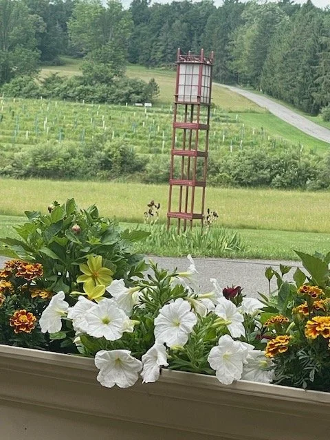 Hi Photo III- flower box .jpg