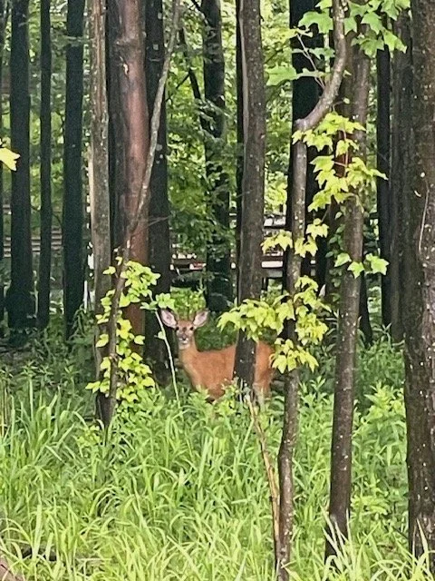 HI PHoto VII- Deer in Woods .jpg