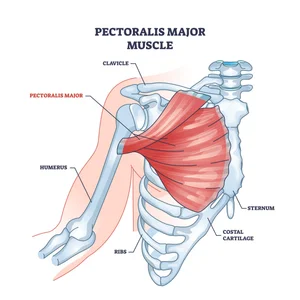 Treating Pectoralis Major Muscle Pain — Morningside Acupuncture NYC