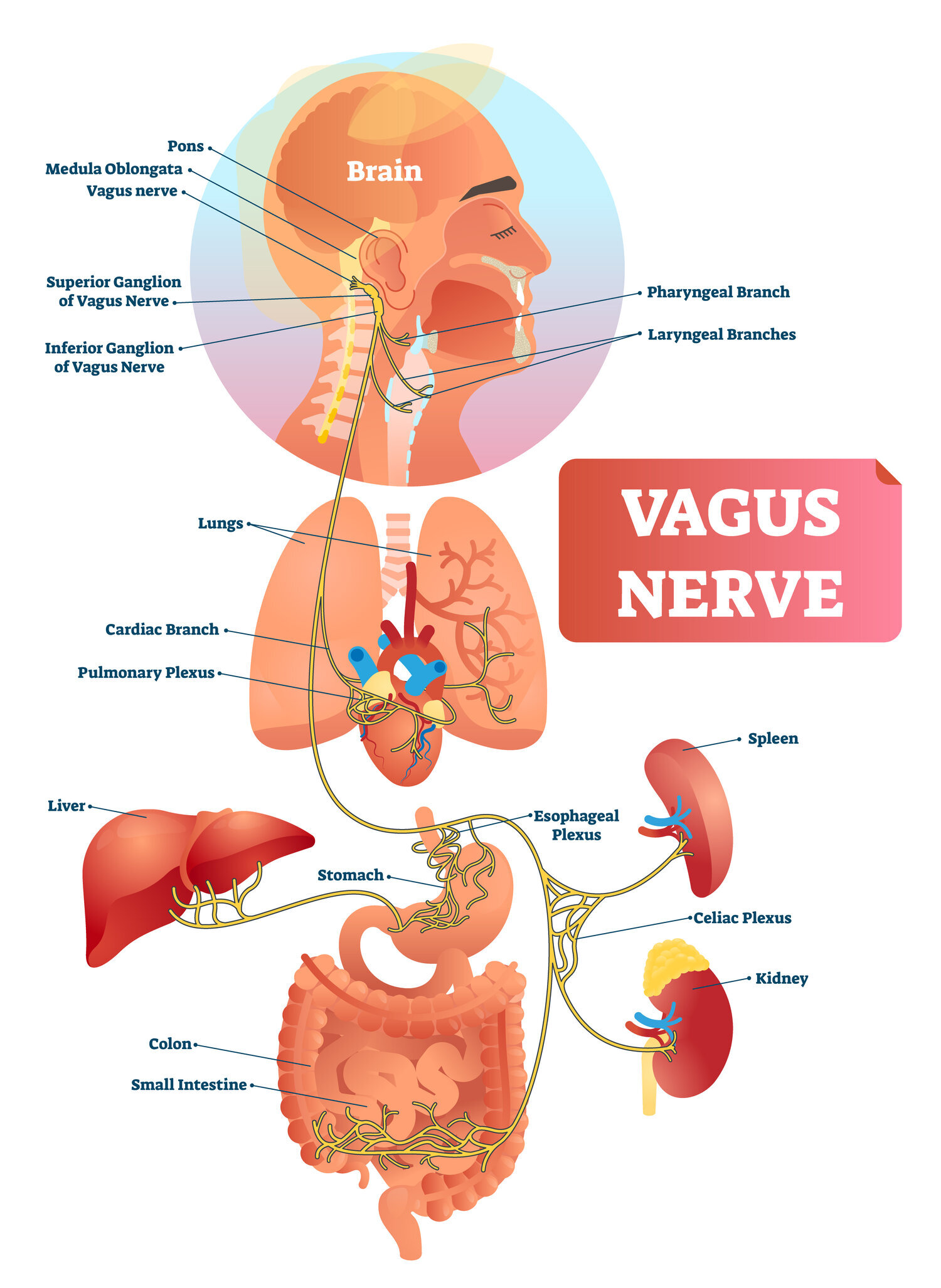 Acupuncture and The Vagus Nerve — Morningside Acupuncture NYC