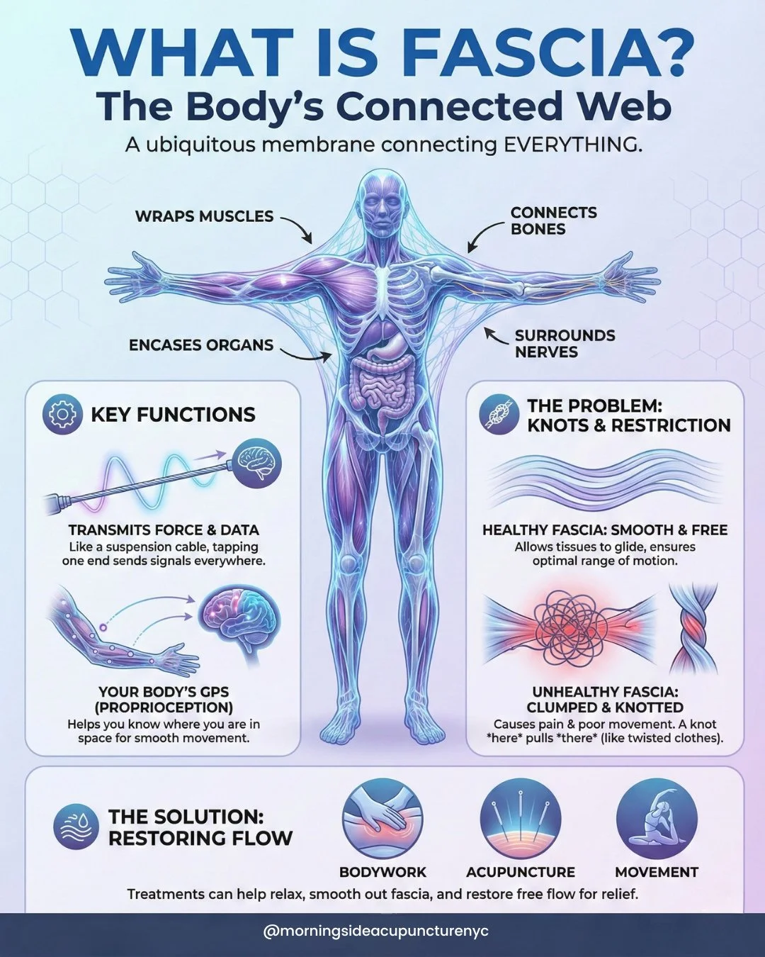 Ever feel like your body is wearing a suit that&rsquo;s two sizes too small? 🕸️ That "tight" feeling could be your fascia. Your fascia is the 3D web that wraps around every muscle, bone, organ, and nerve, acting like a high-tech suspension