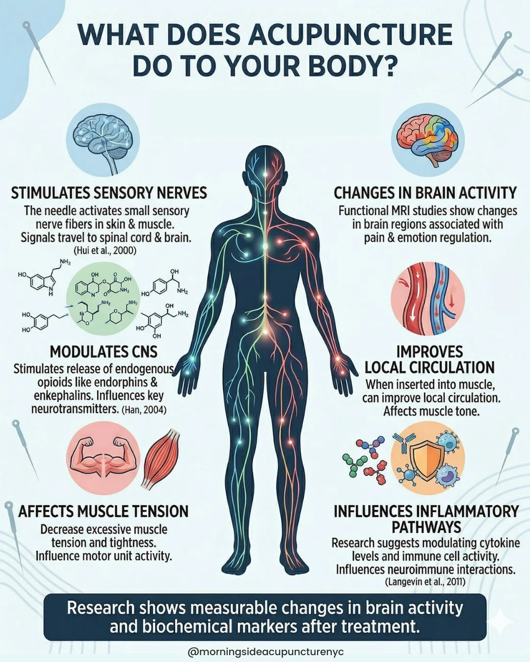 We often get asked, "What is acupuncture actually doing in there?"⁠
⁠
🪡 When an acupuncture needle enters tissue, it stimulates sensory nerve fibers that travel directly to the spinal cord and brain. Brain imaging studies reveal measurable