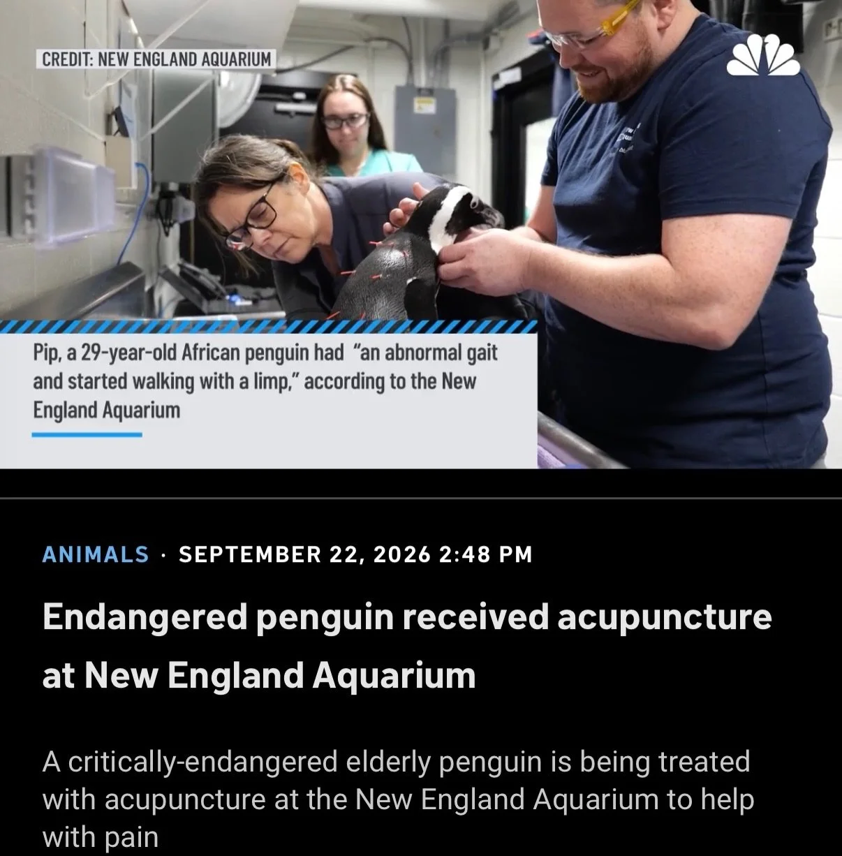 Why would acupuncture make sense for a penguin? 

Needling stimulates nerves in the skin and muscle, which may change how the nervous system processes pain signals. That mechanism isn&rsquo;t unique to humans, which is why veterinary acupuncture is u