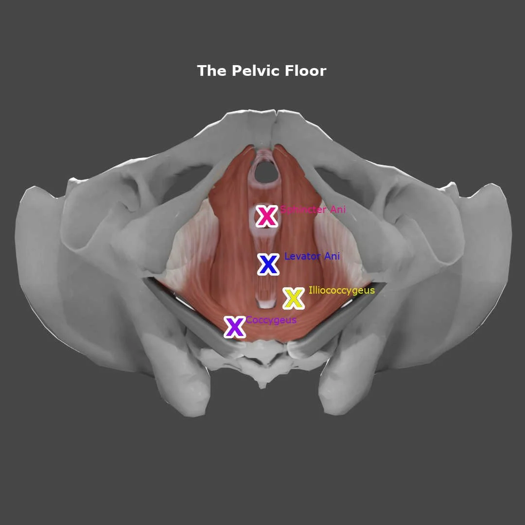 pelvic floor trigger points