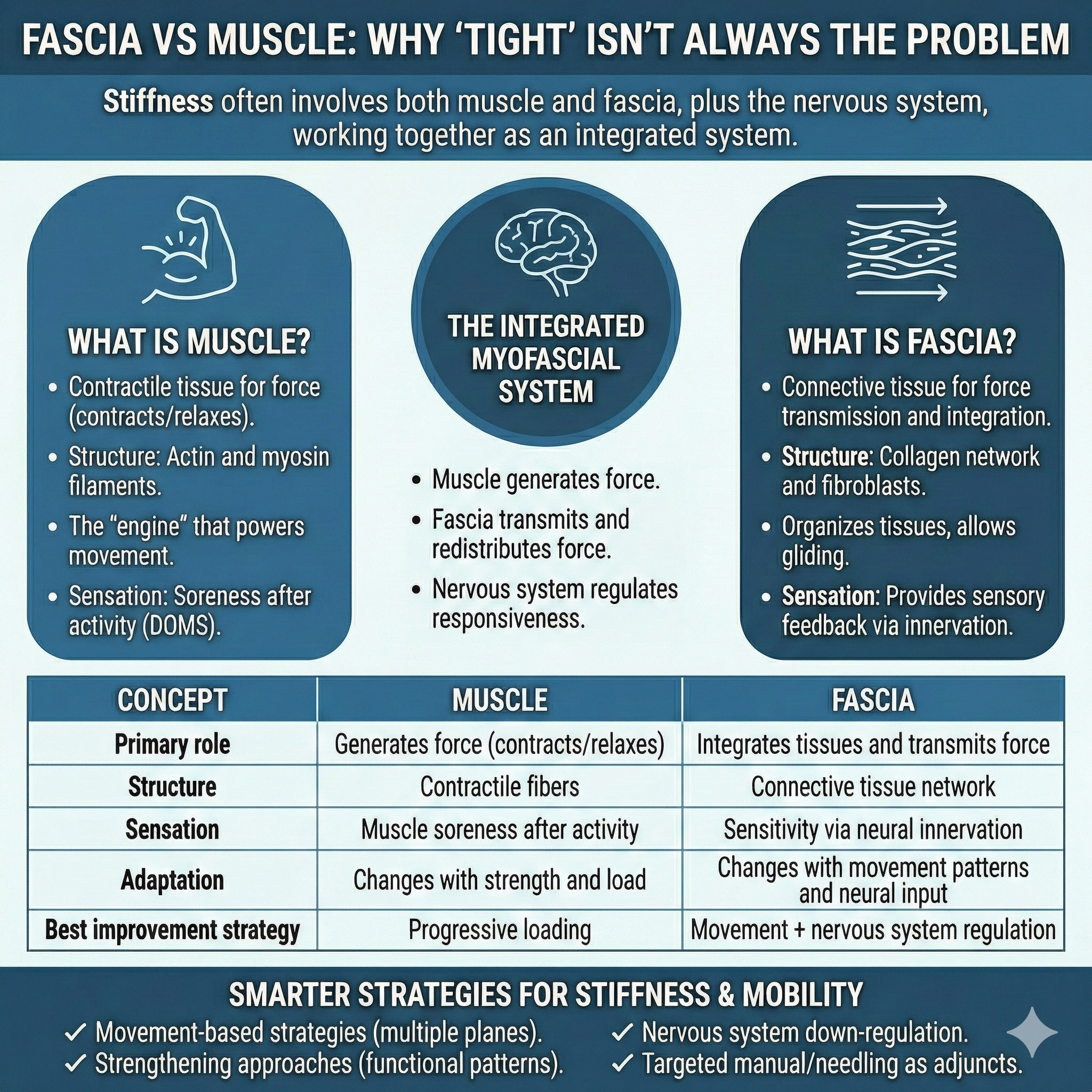 Fascia vs Muscle