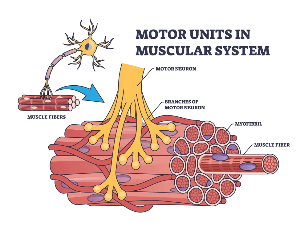 Motor Point Acupuncture — Morningside Acupuncture NYC