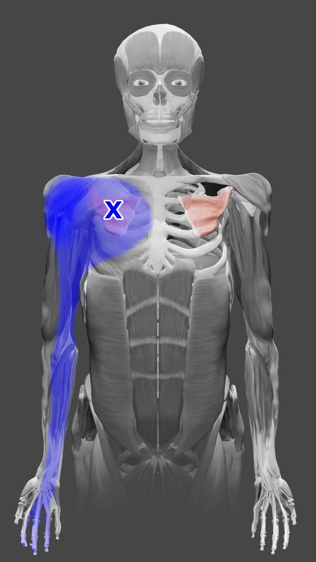 Pec Trigger Point Map Pectoralis Minor Trigger Points — Morningside Acupuncture NYC