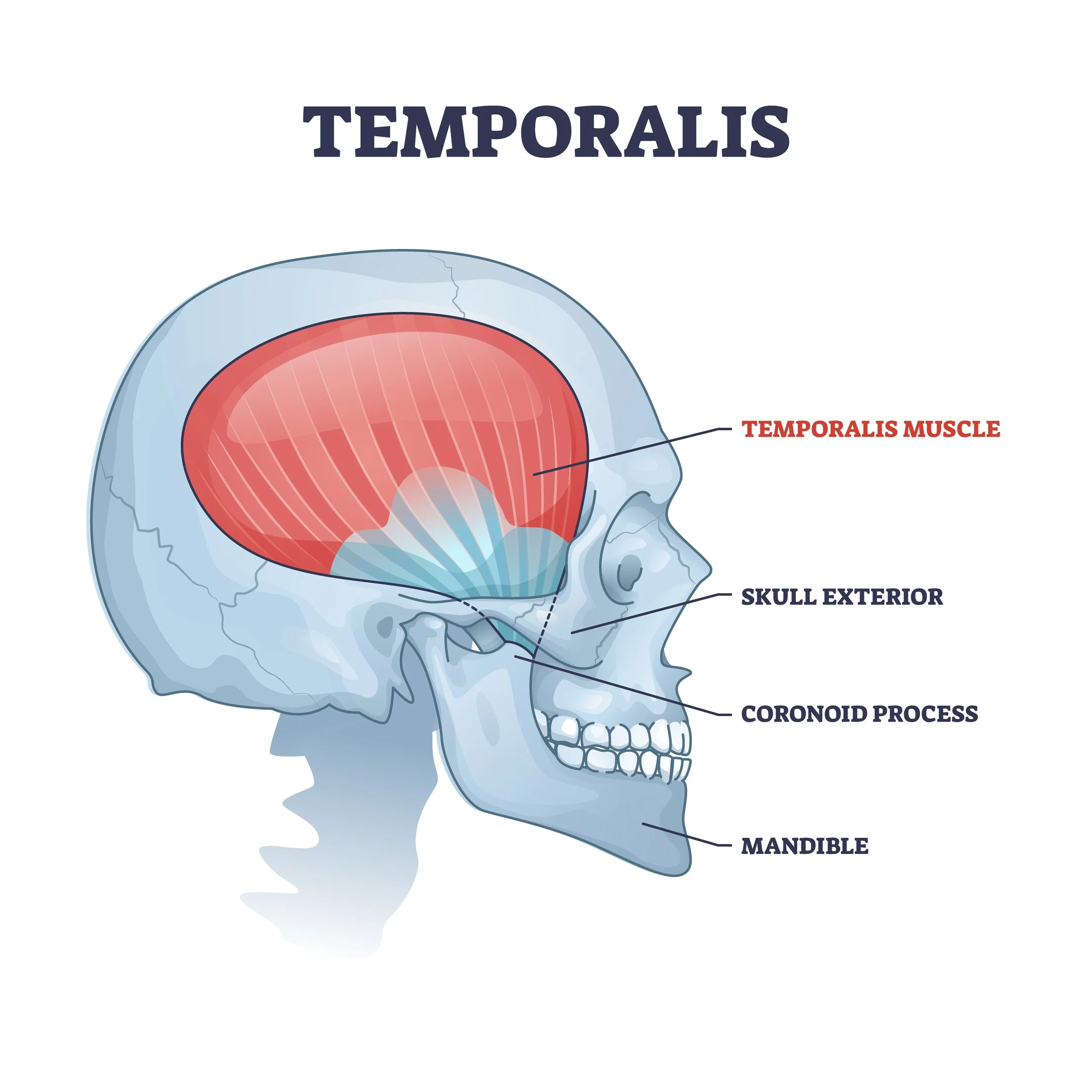 Temporalis Muscle Explained Morningside Acupuncture NYC