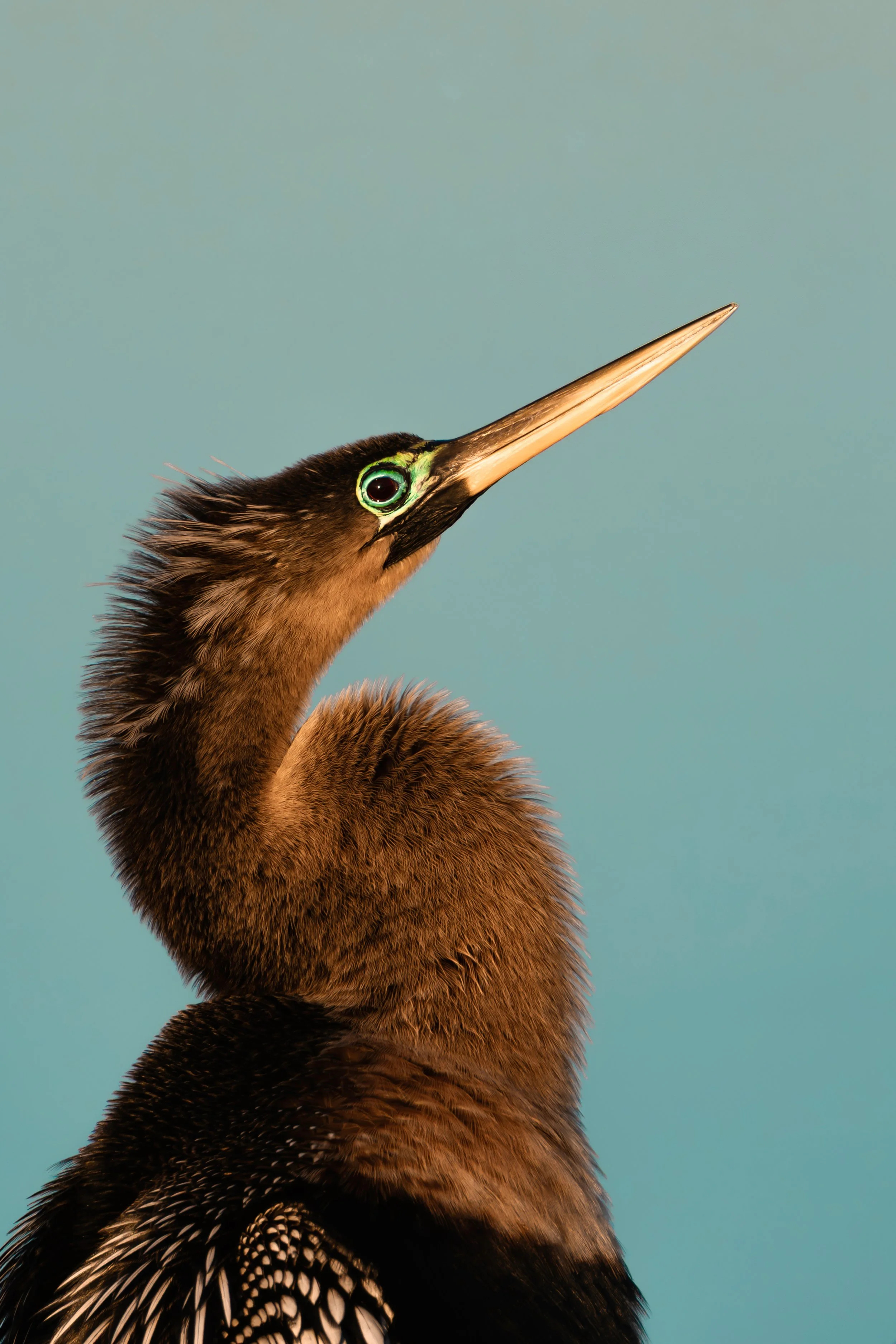 Anhinga.jpg