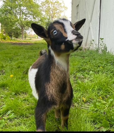 Breeding Buck-Wojo JL Bilbo (2023 ADGA Registered)
