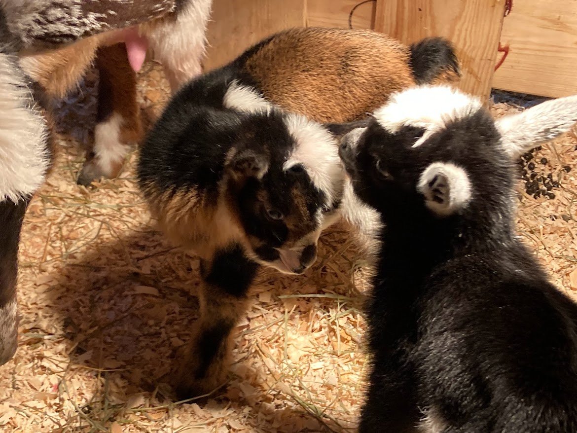 Nigerian Dwarf Kid Goat Deposit