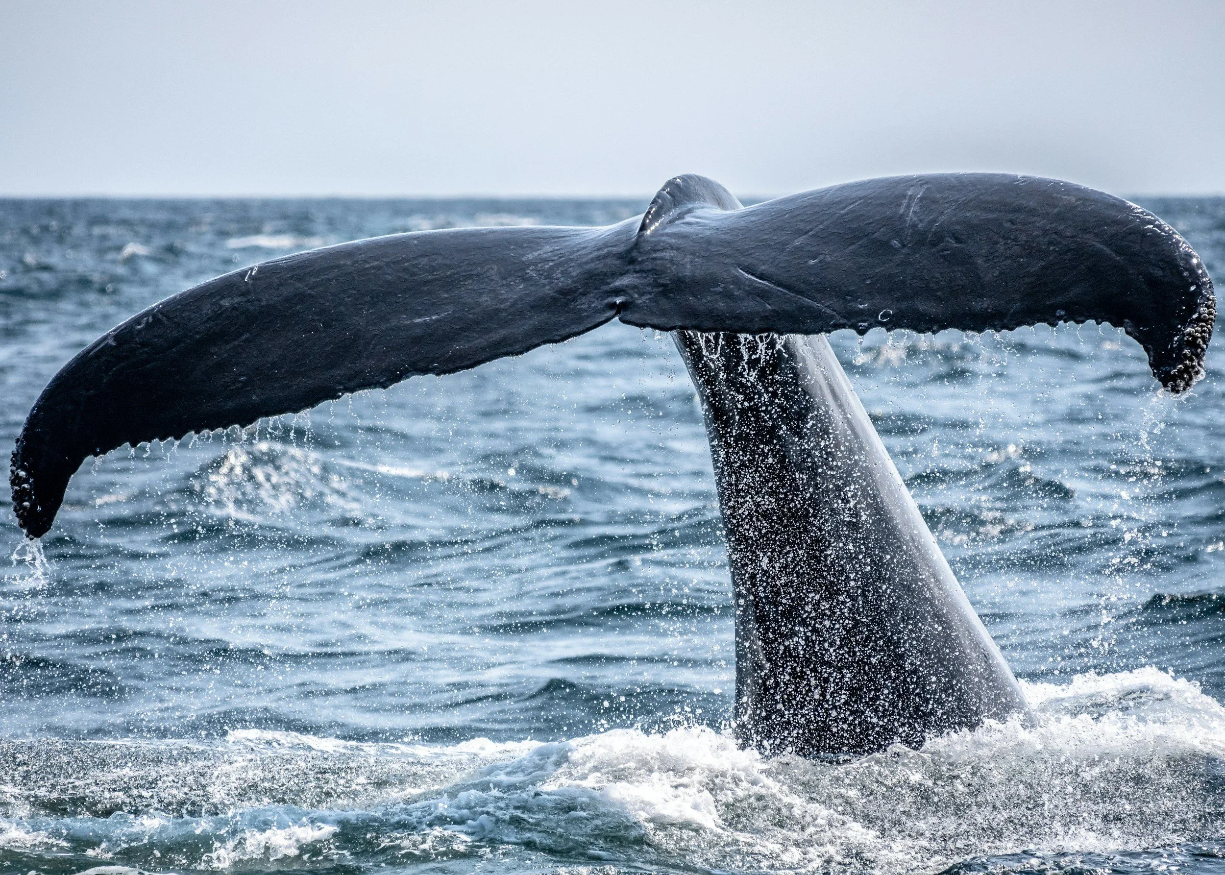 A humpback whale breaching the water surface with part of its body and tail visible, water splashing around.