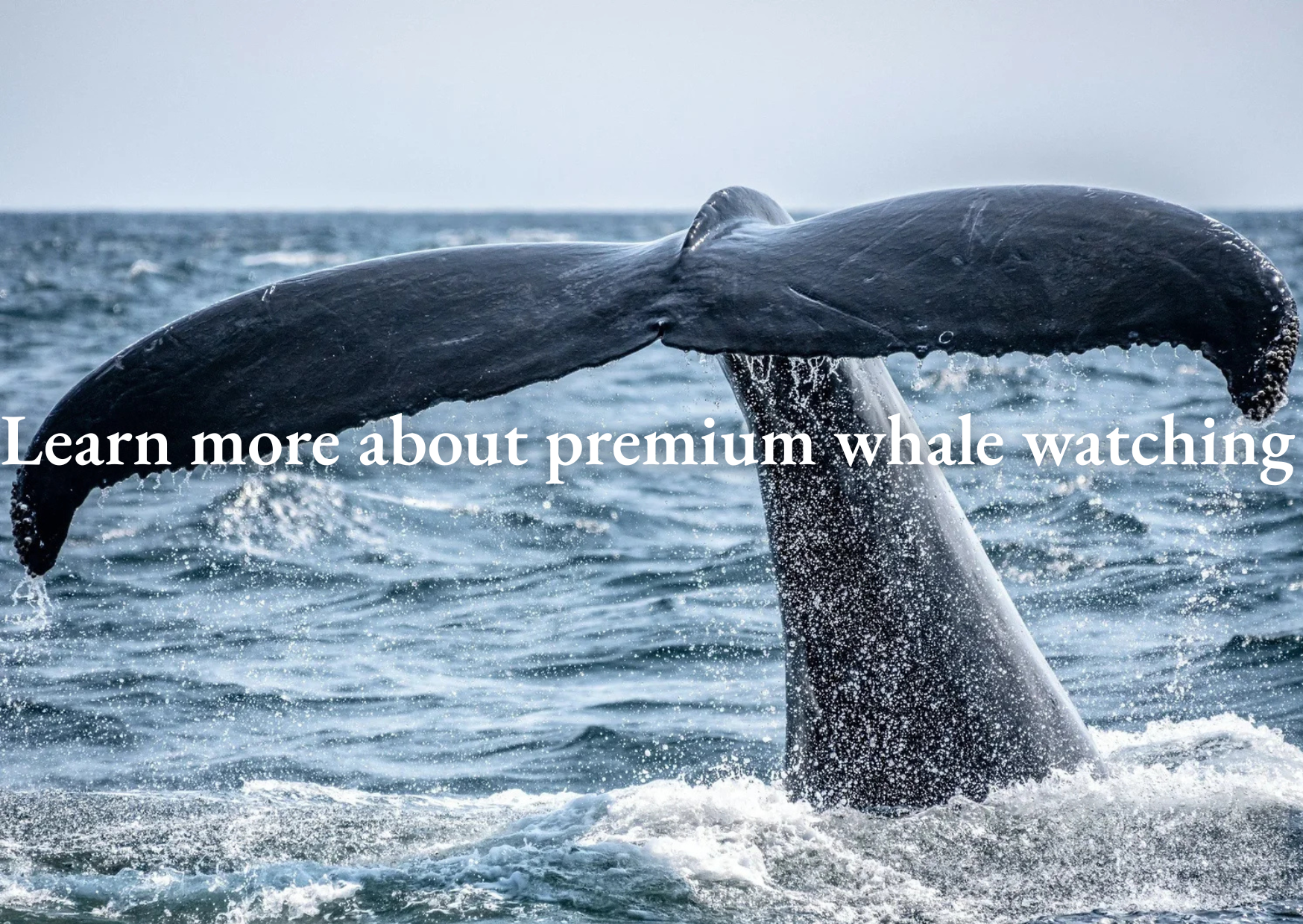 A whale breaching the ocean surface with water splash. Overlaid text reads 'Learn more about premium whale watching.'