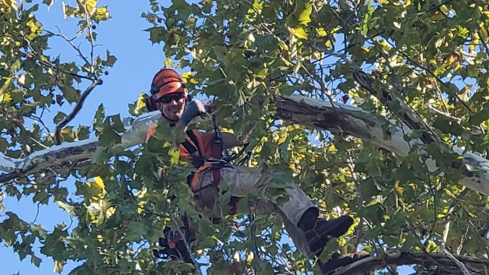 Reviews Williamson Tree Care