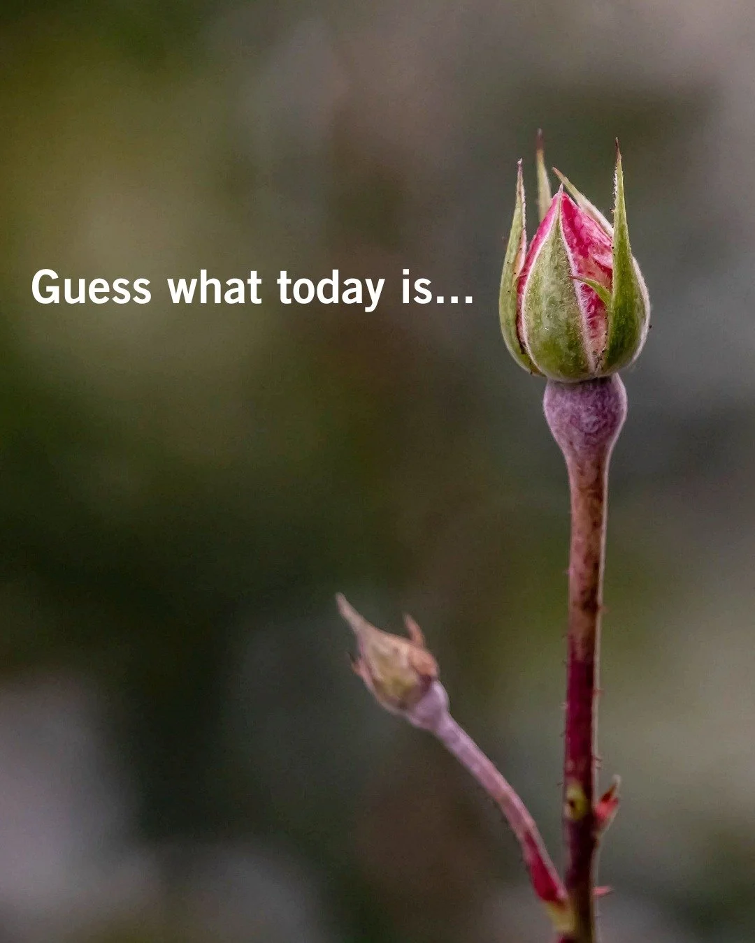 It's the first day of (astronomical) Spring 🌱
That may sound silly to say with remnants of snow on the ground but we're hoping if we say it out loud, it'll come true! 🤞🏾 

Our exchange season is sprouting also. This month we're welcoming our first