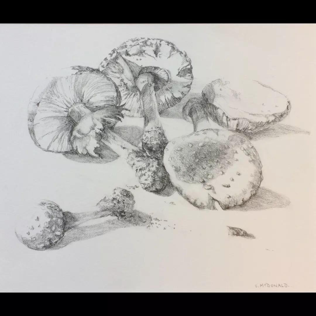 'RED SPOTTED MUSHROOMS' - Drawing

Shop our artworks at Gallery 47 Rylstone until Monday 27th June 2022.

Open Every Day
6:30am - 3:30pm.

Exhibition 'In Here and Out There'

Artwork by sisters Vivienne McDonald and Debra Balloch.

#inhereandoutthere